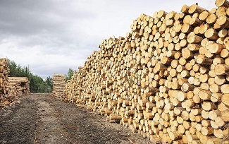 plywood veneer production line